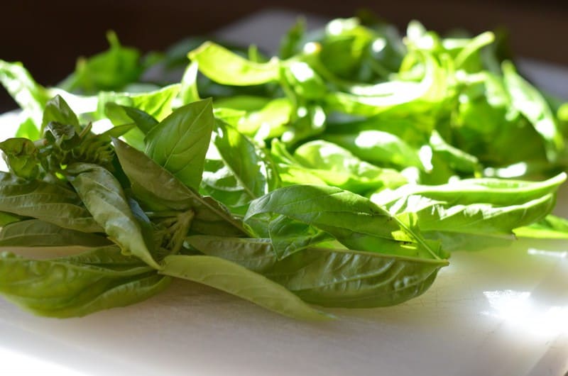 basil pesto