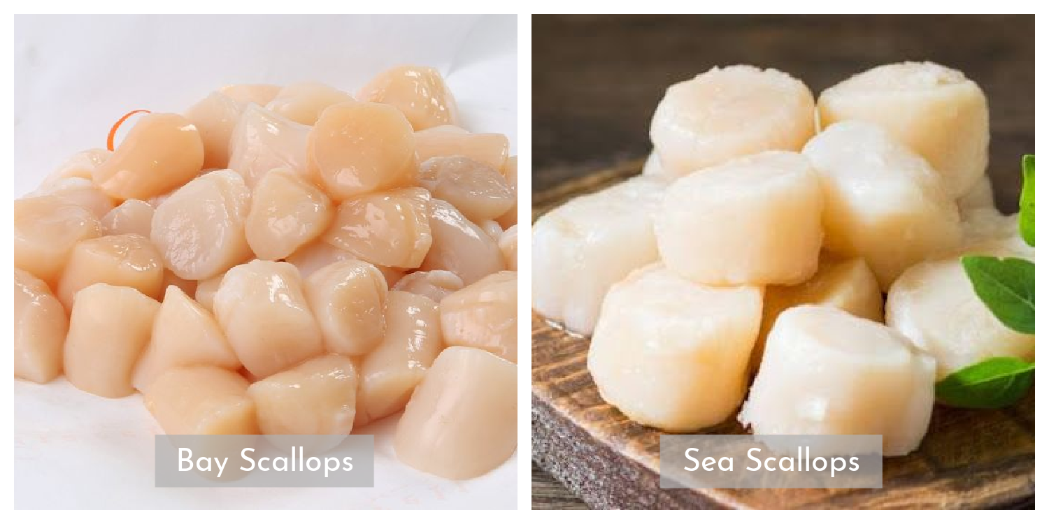 the difference between bay scallops and sea scallops